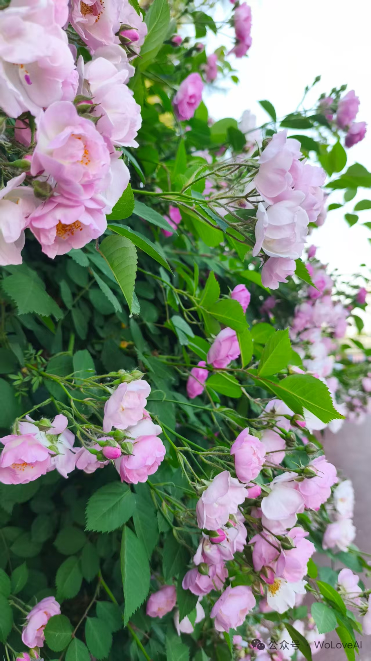 Photo by WoLoveAI