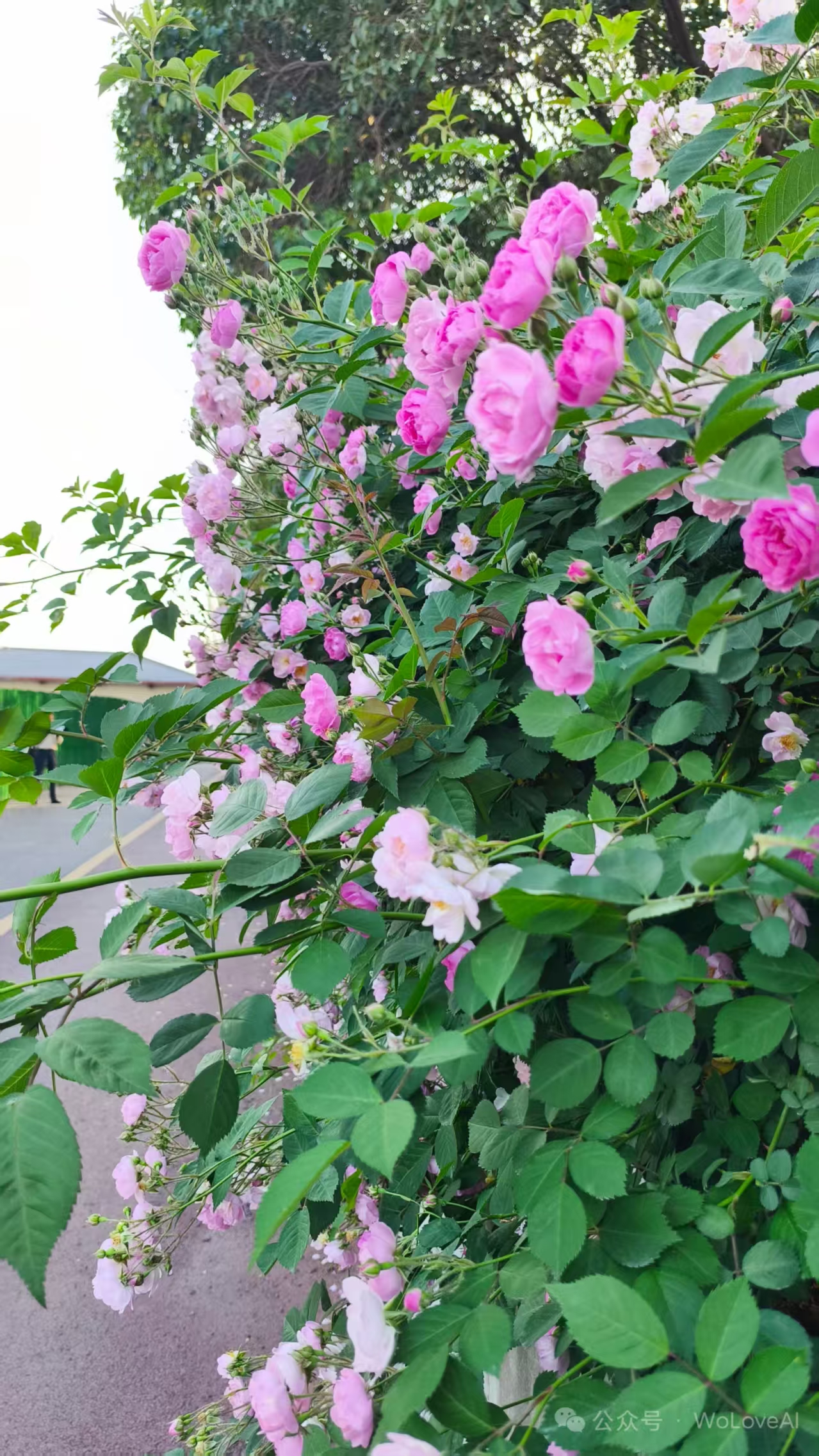 Photo by WoLoveAI
