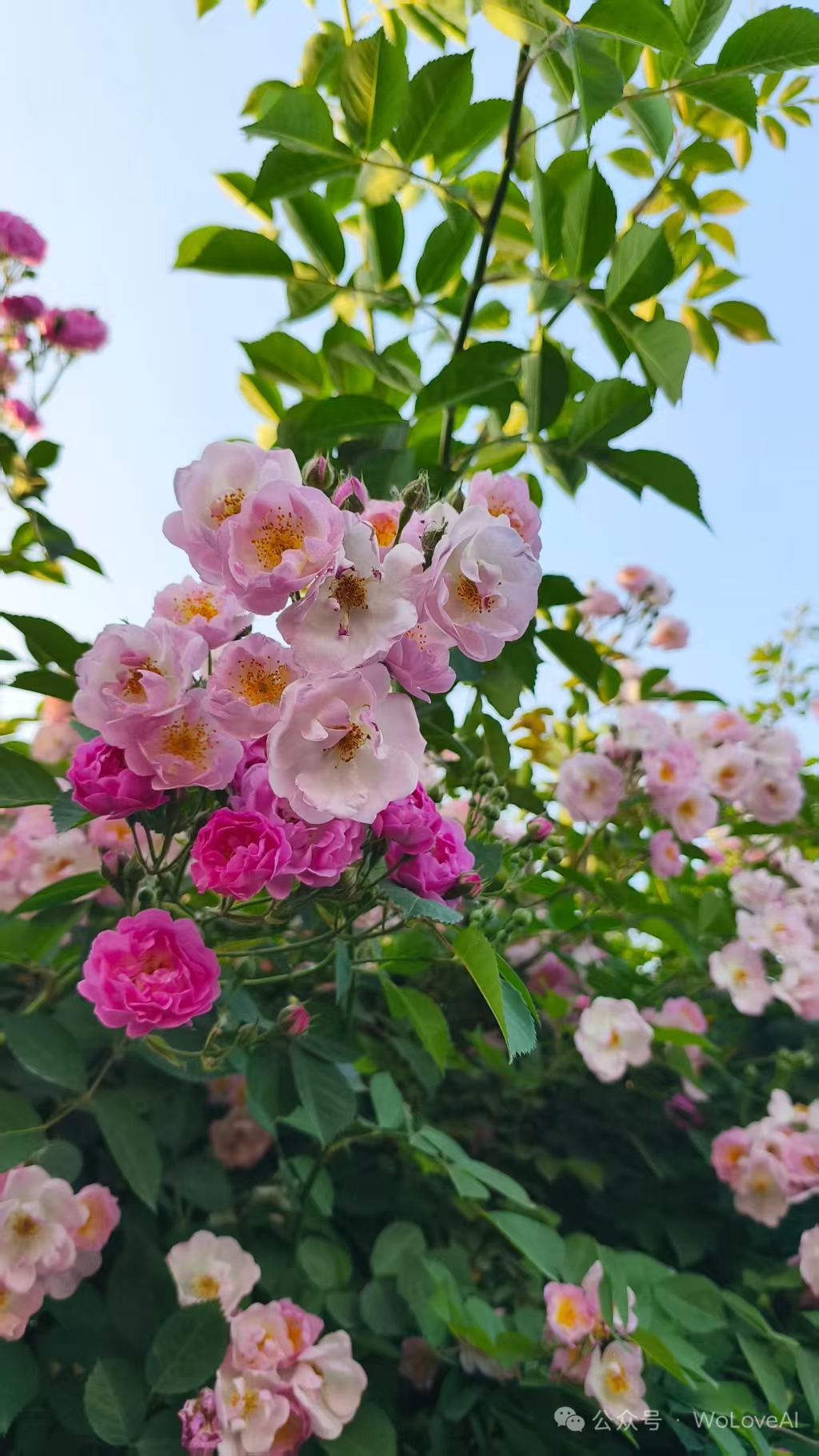 Photo by WoLoveAI