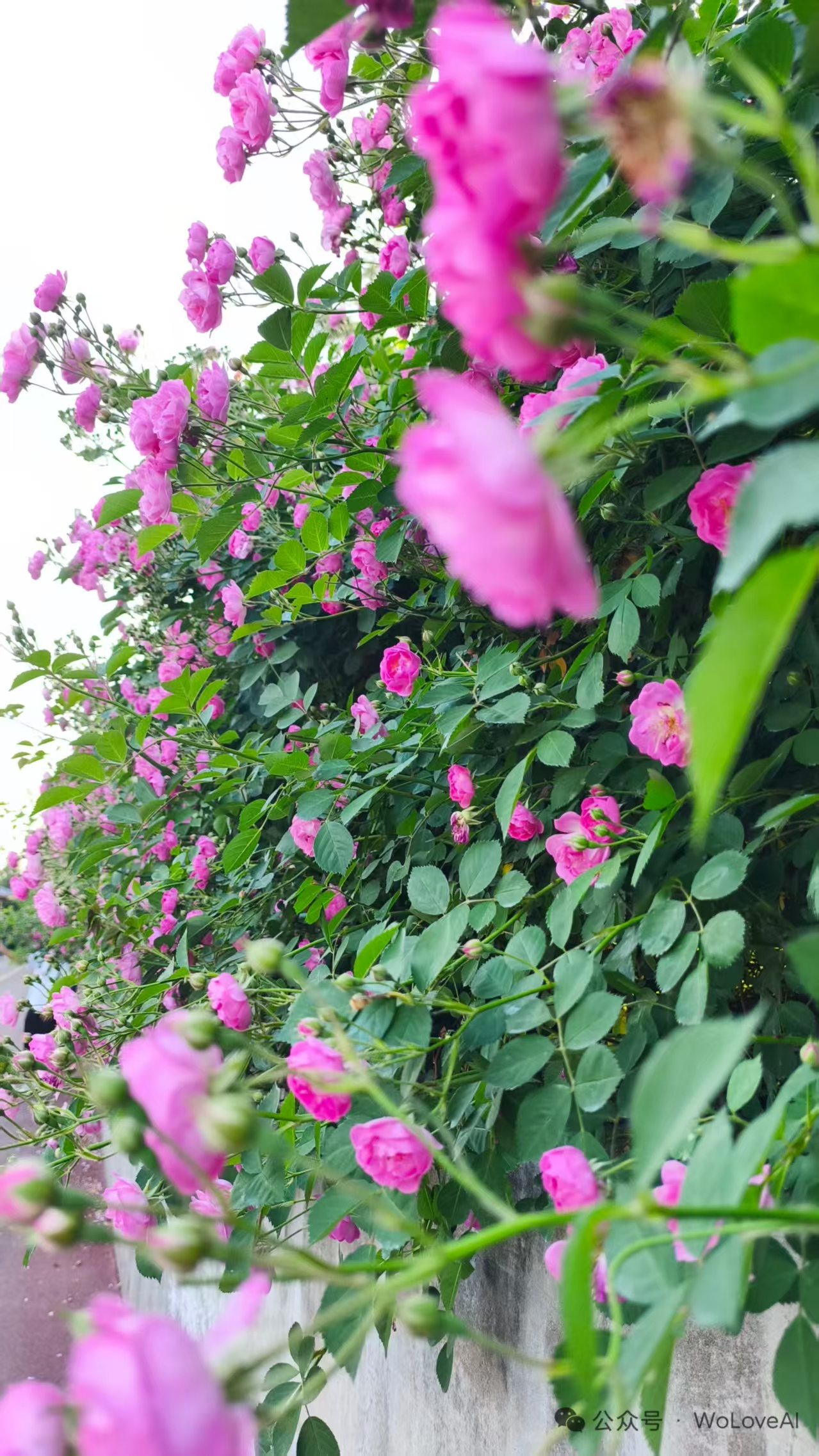Photo by WoLoveAI