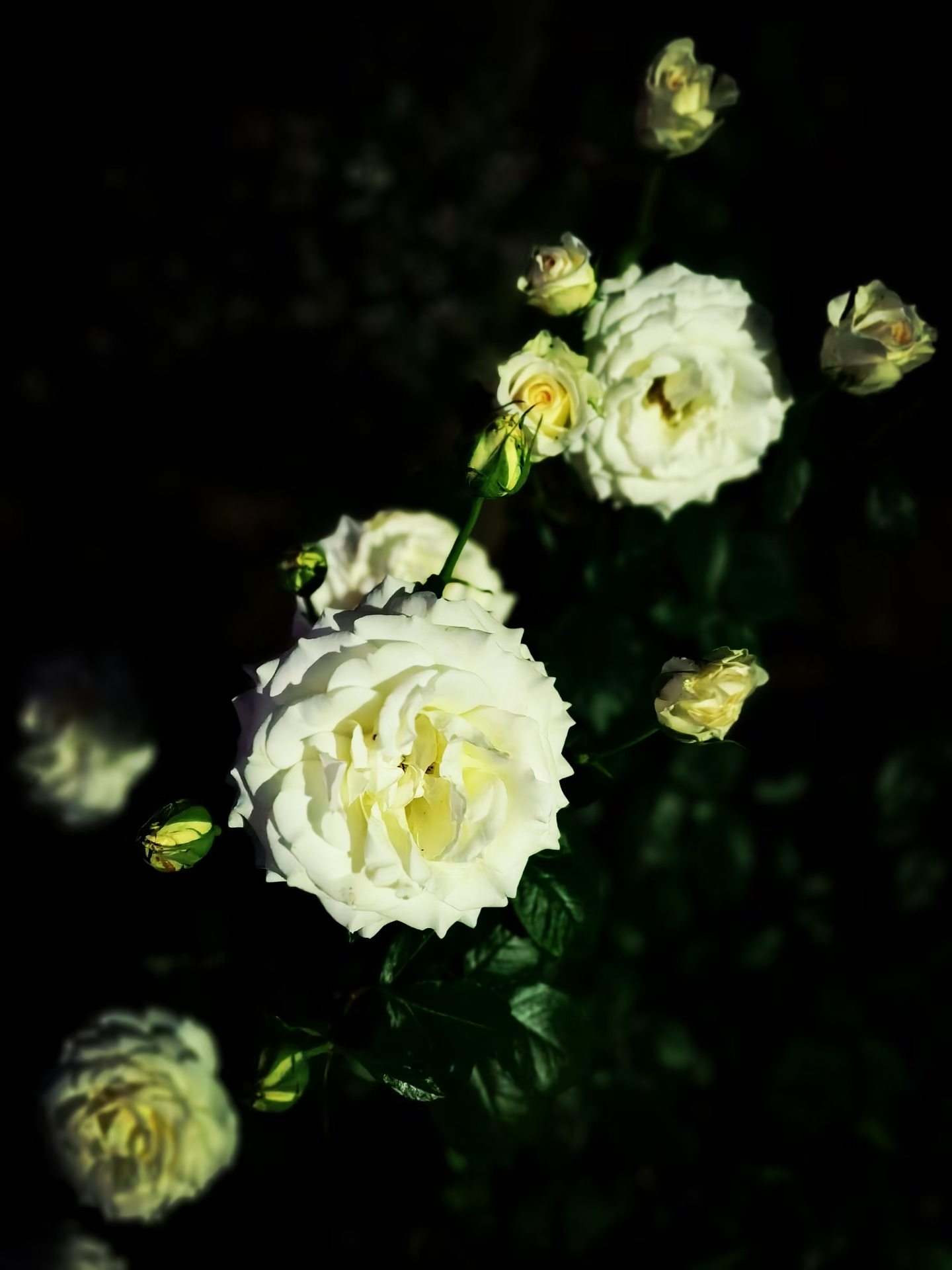 Photo by WoLoveAIUser