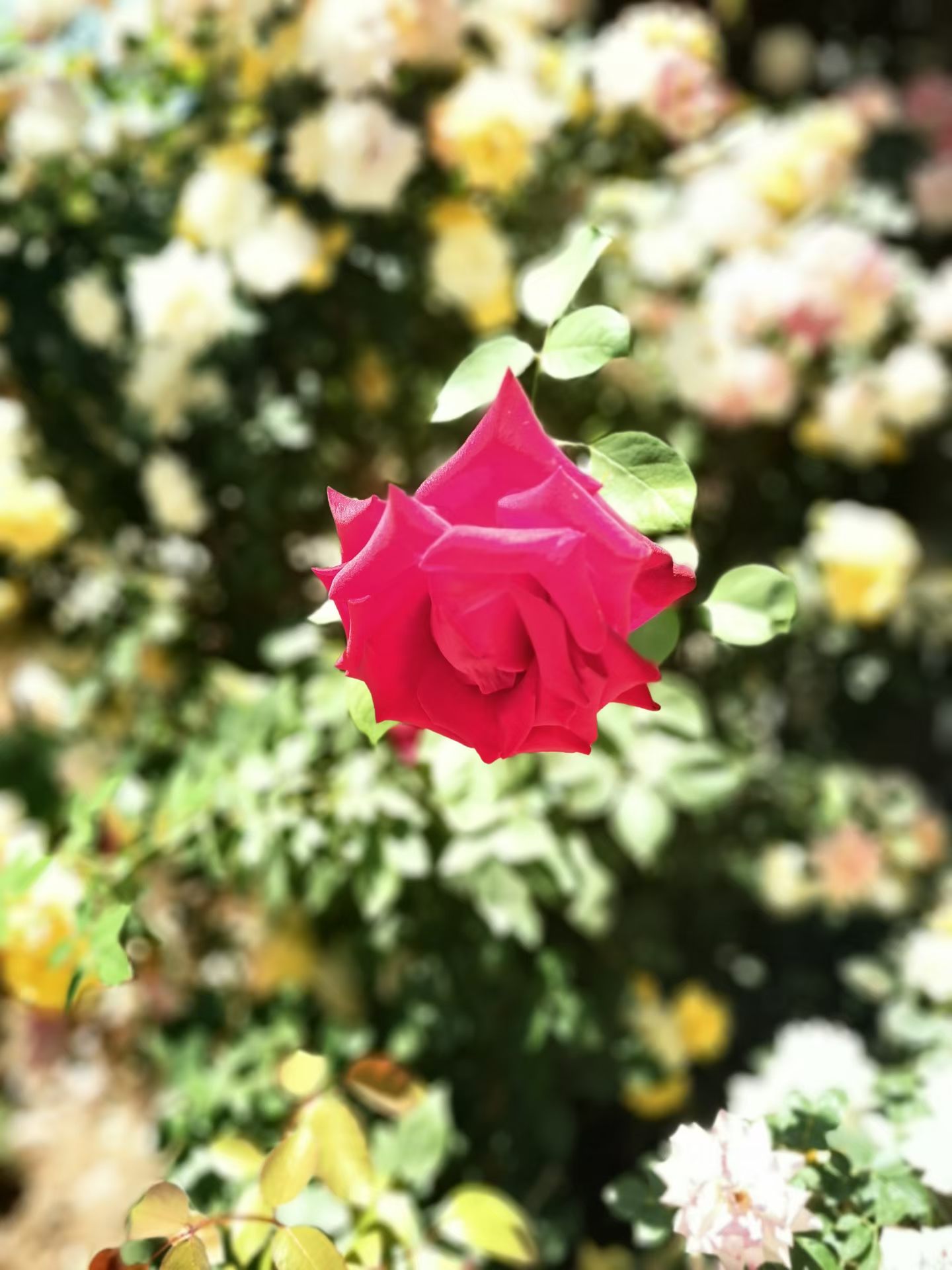 Photo by WoLoveAIUser