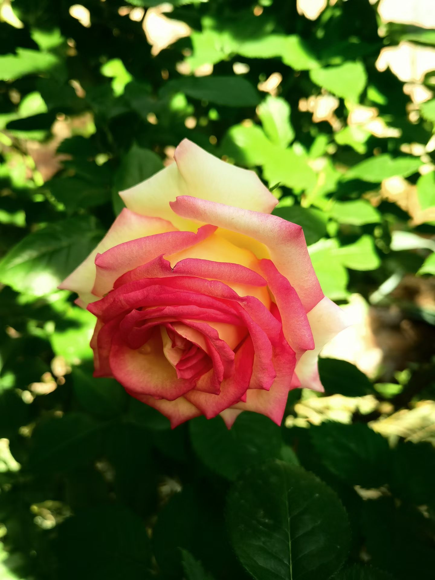 Photo by WoLoveAIUser