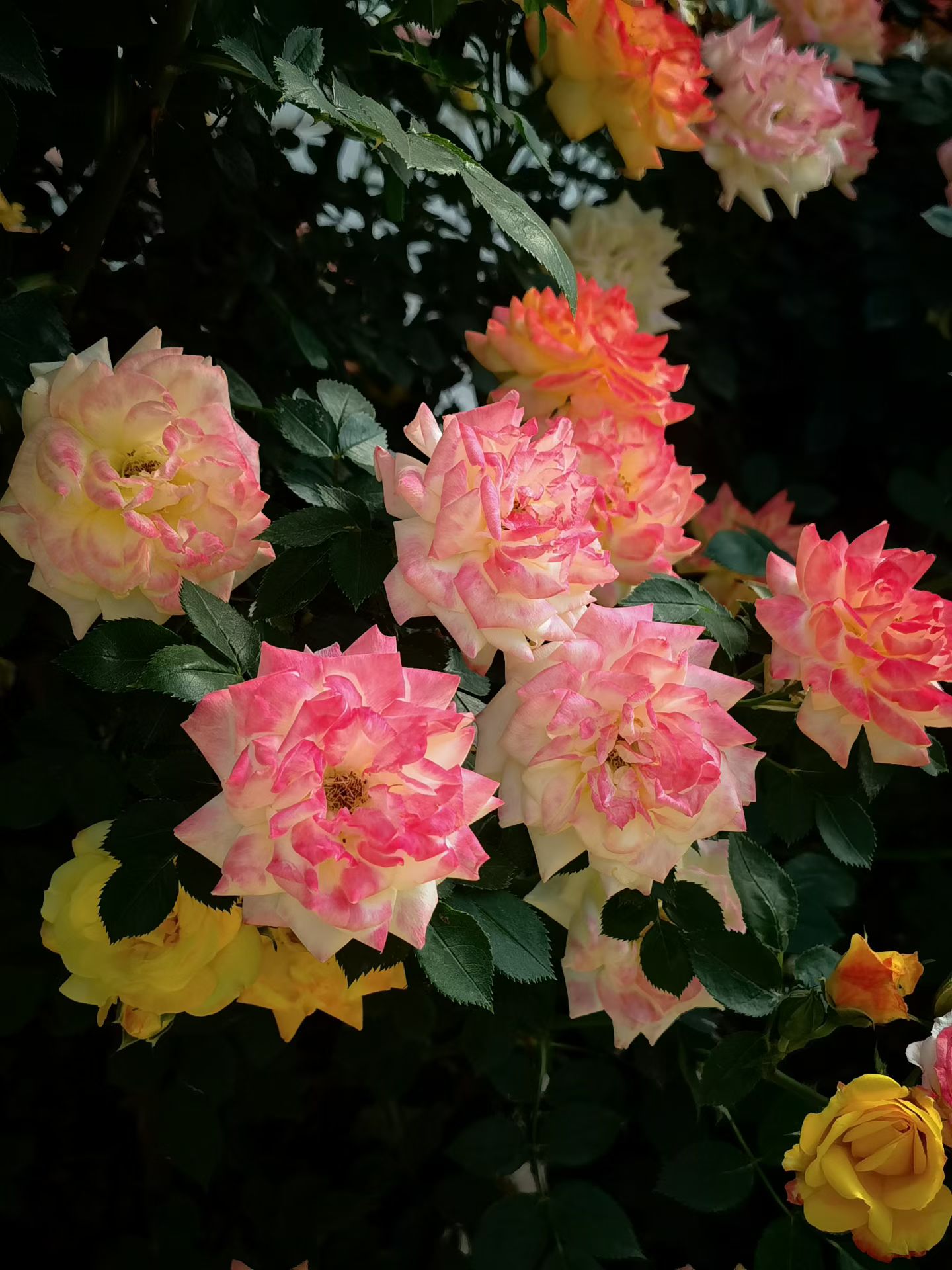 Photo by WoLoveAIUser