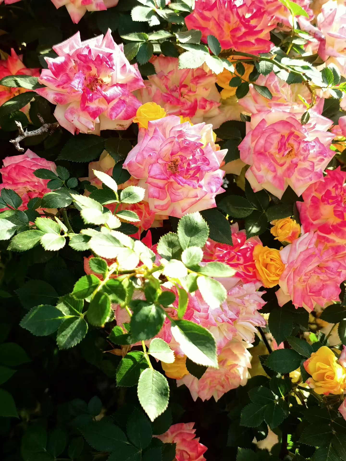 Photo by WoLoveAIUser