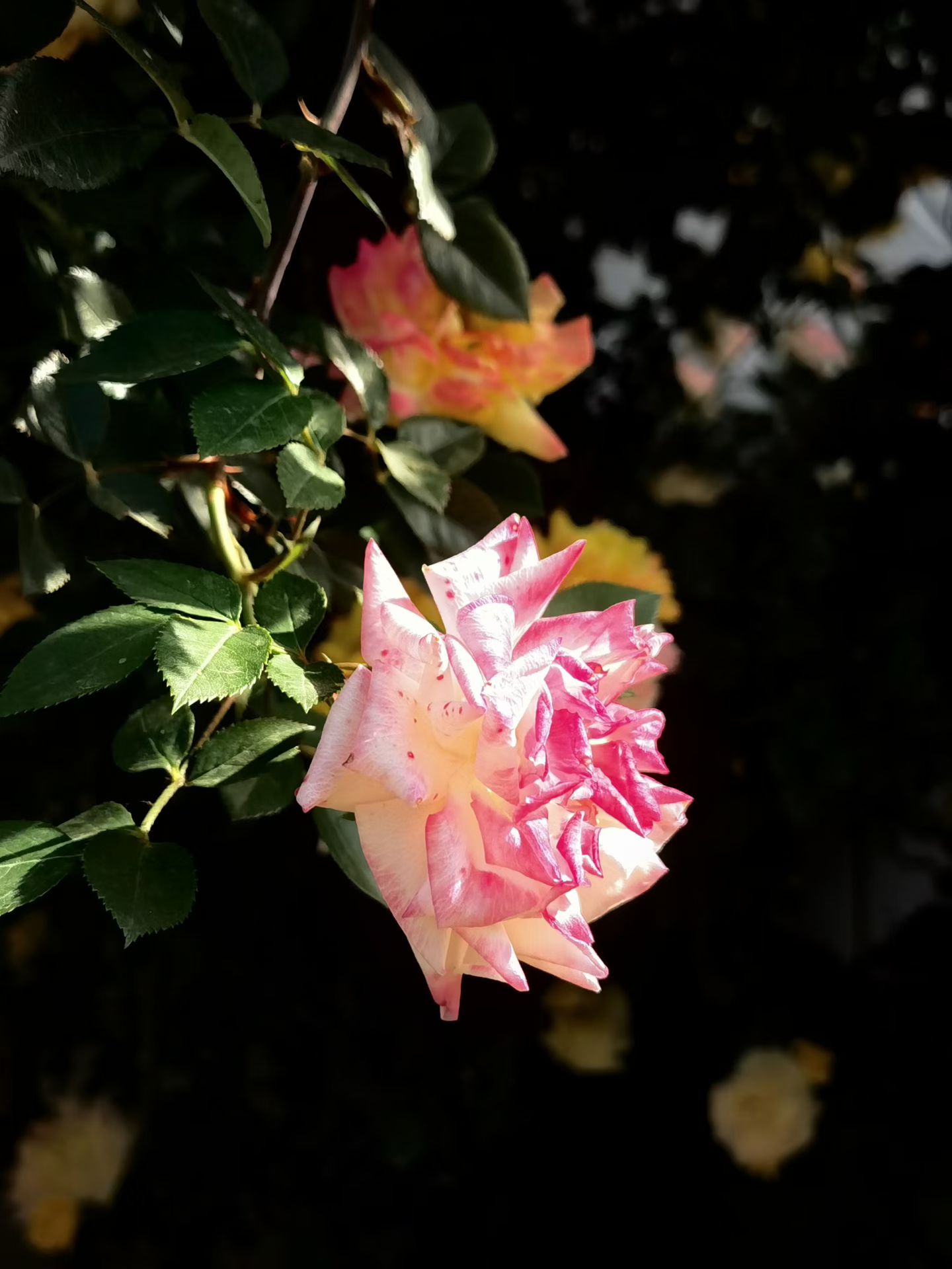 Photo by WoLoveAIUser