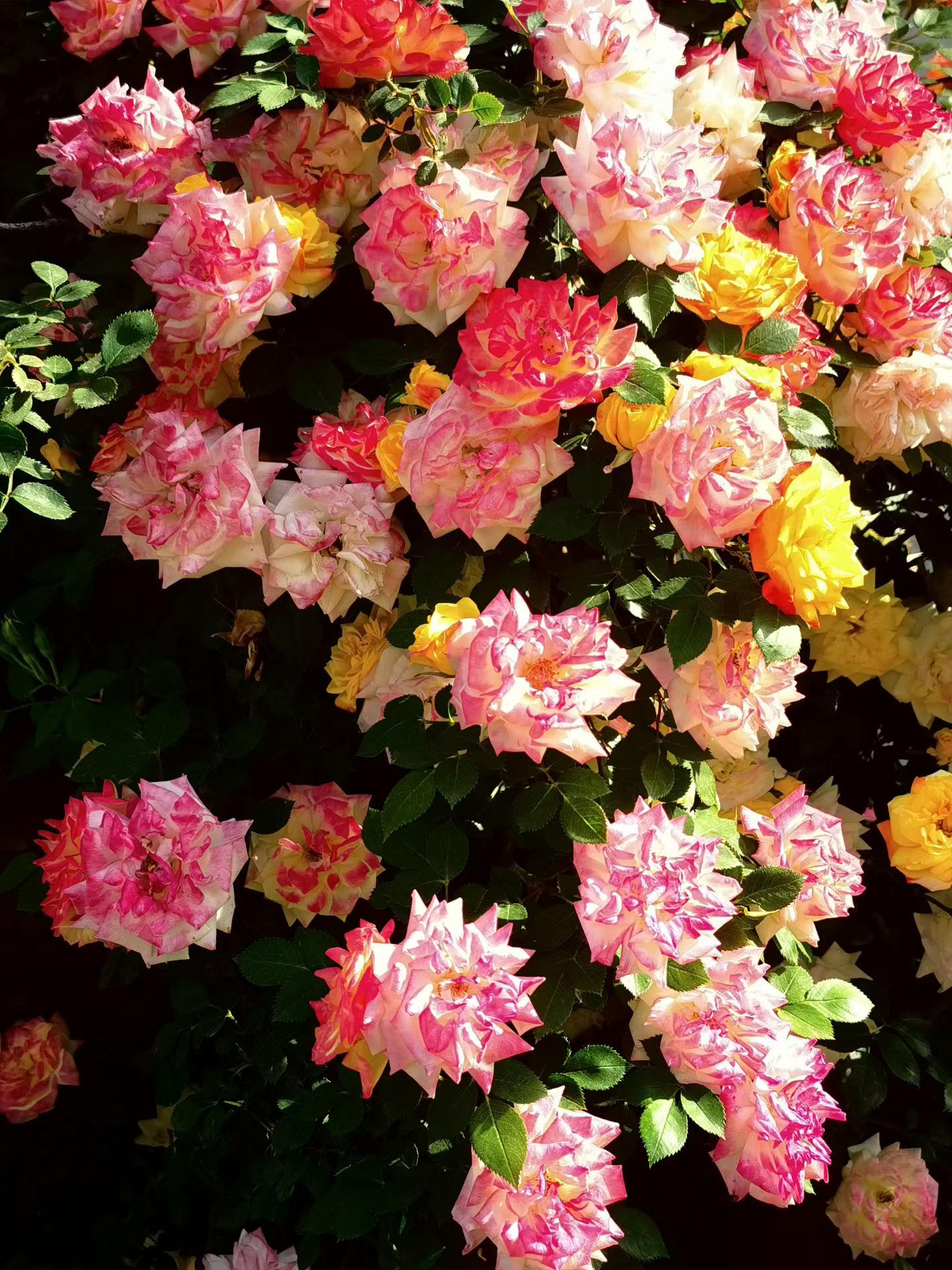 Photo by WoLoveAIUser