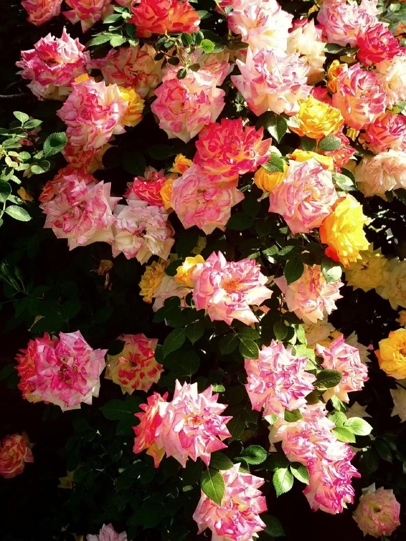 Featured image of post 五月的月季