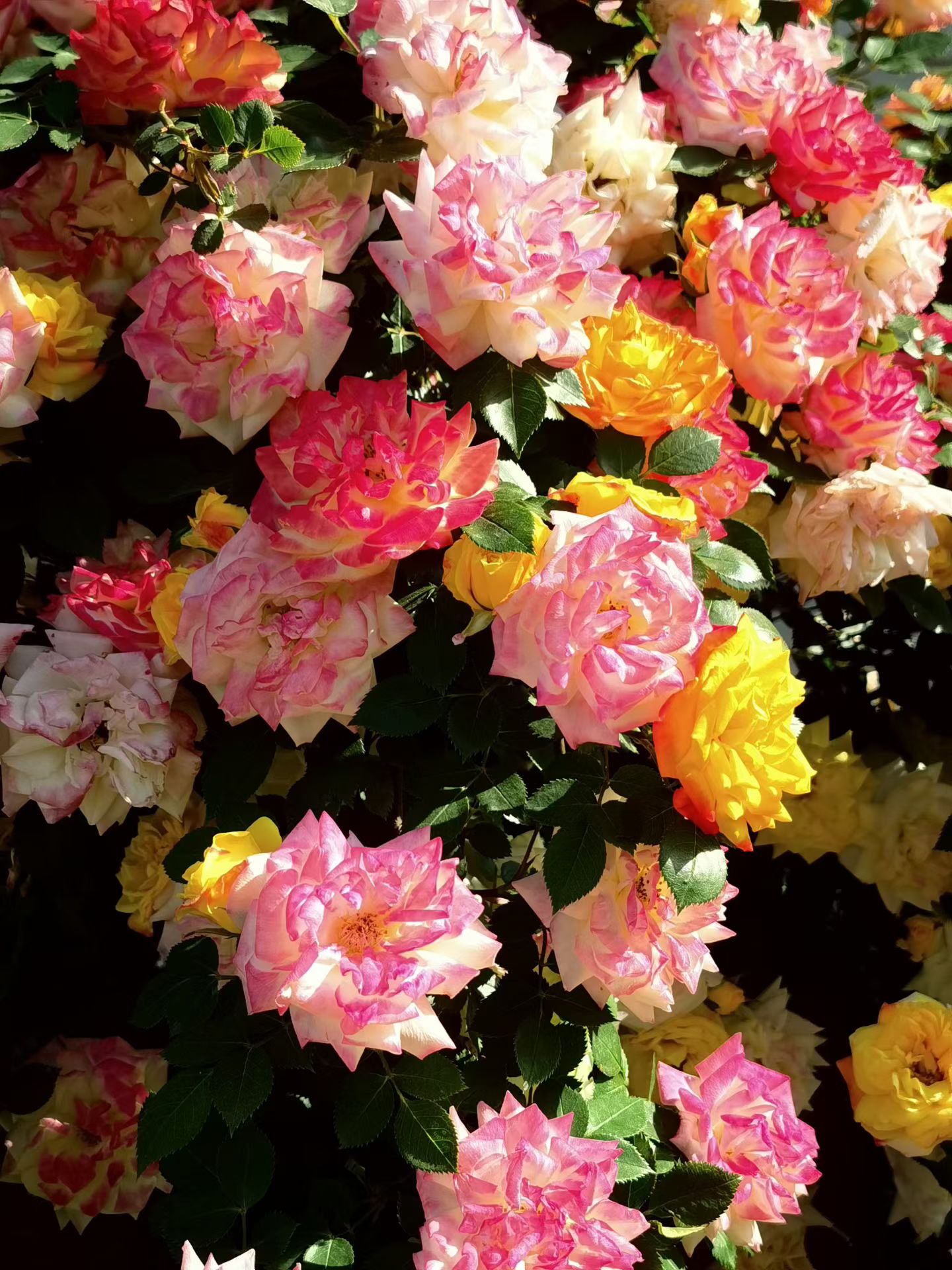 Photo by WoLoveAIUser