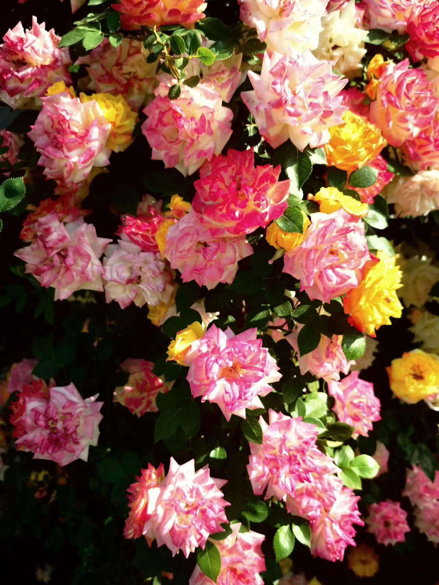 Photo by WoLoveAIUser