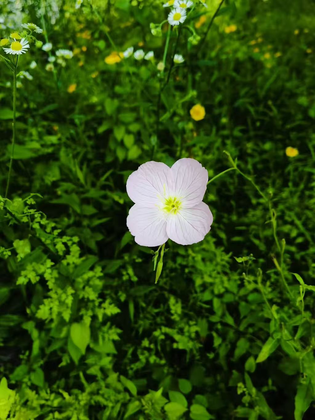 Photo by WoLoveAIUsers