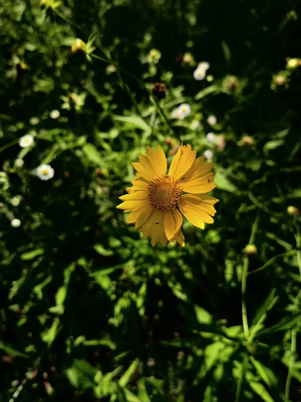 Photo by WoLoveAIUsers