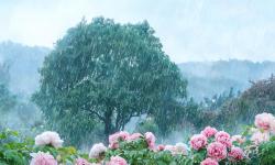 Featured image of post 雨天的花草树