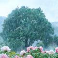 雨天的花草树