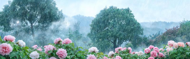 Featured image of post 雨天的花草树