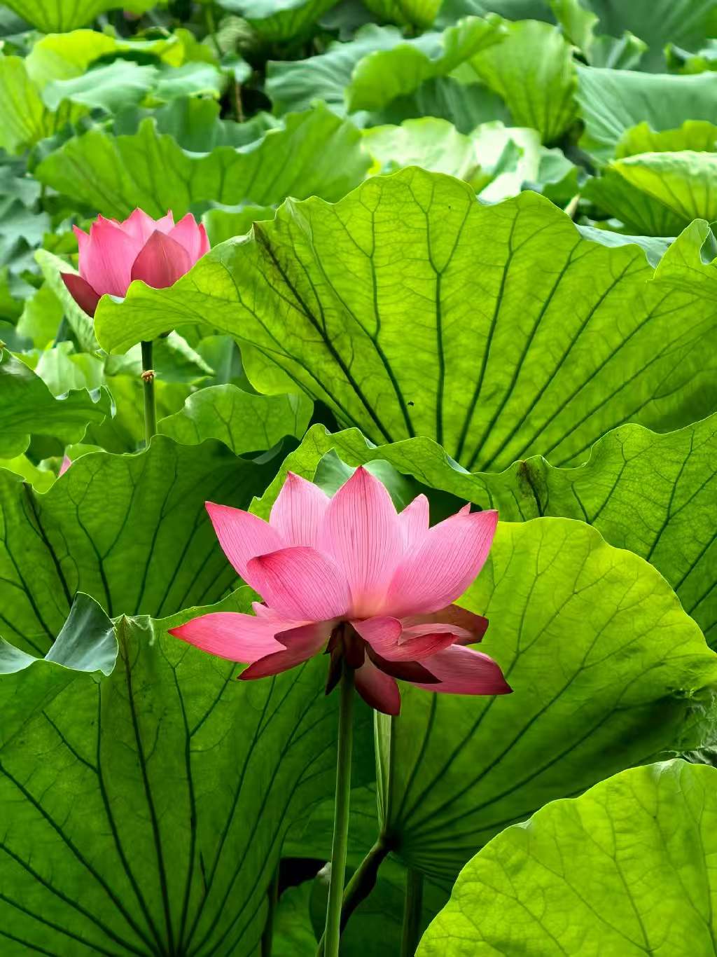 Photo by WoLoveAIUsers