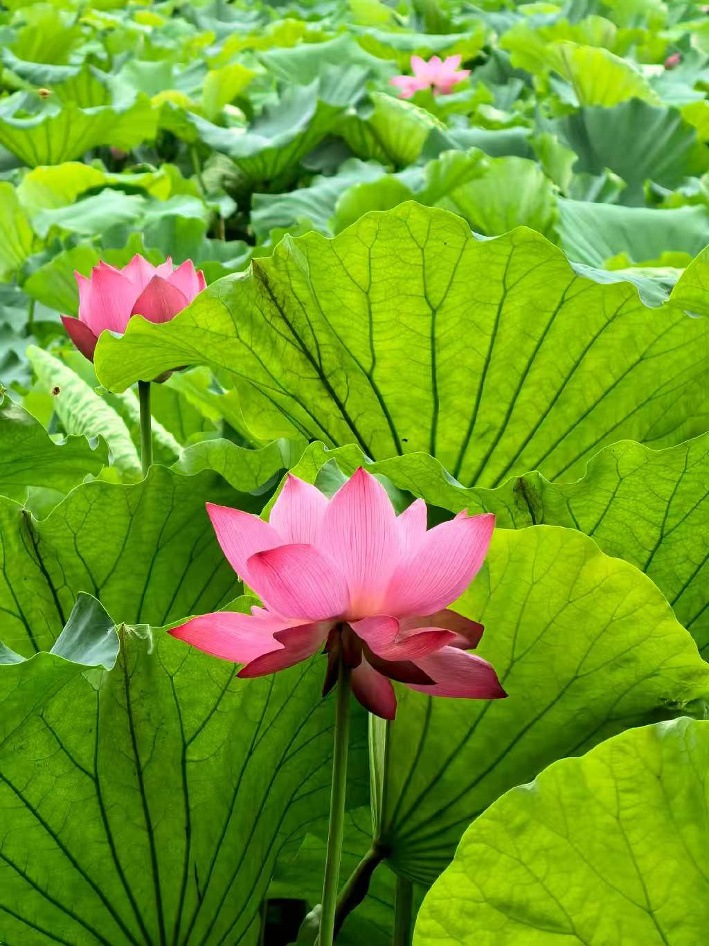 Photo by WoLoveAIUsers