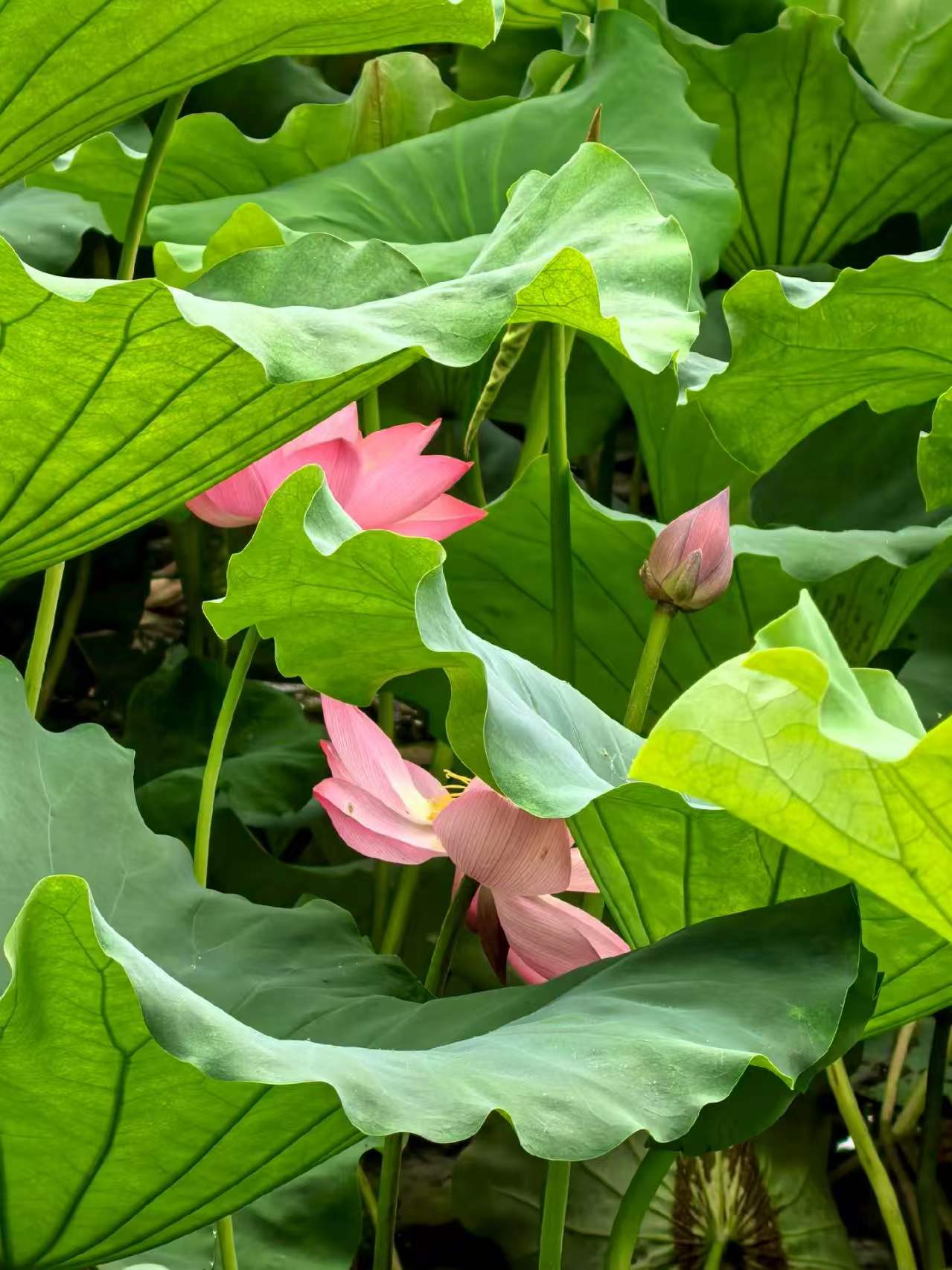 Photo by WoLoveAIUsers