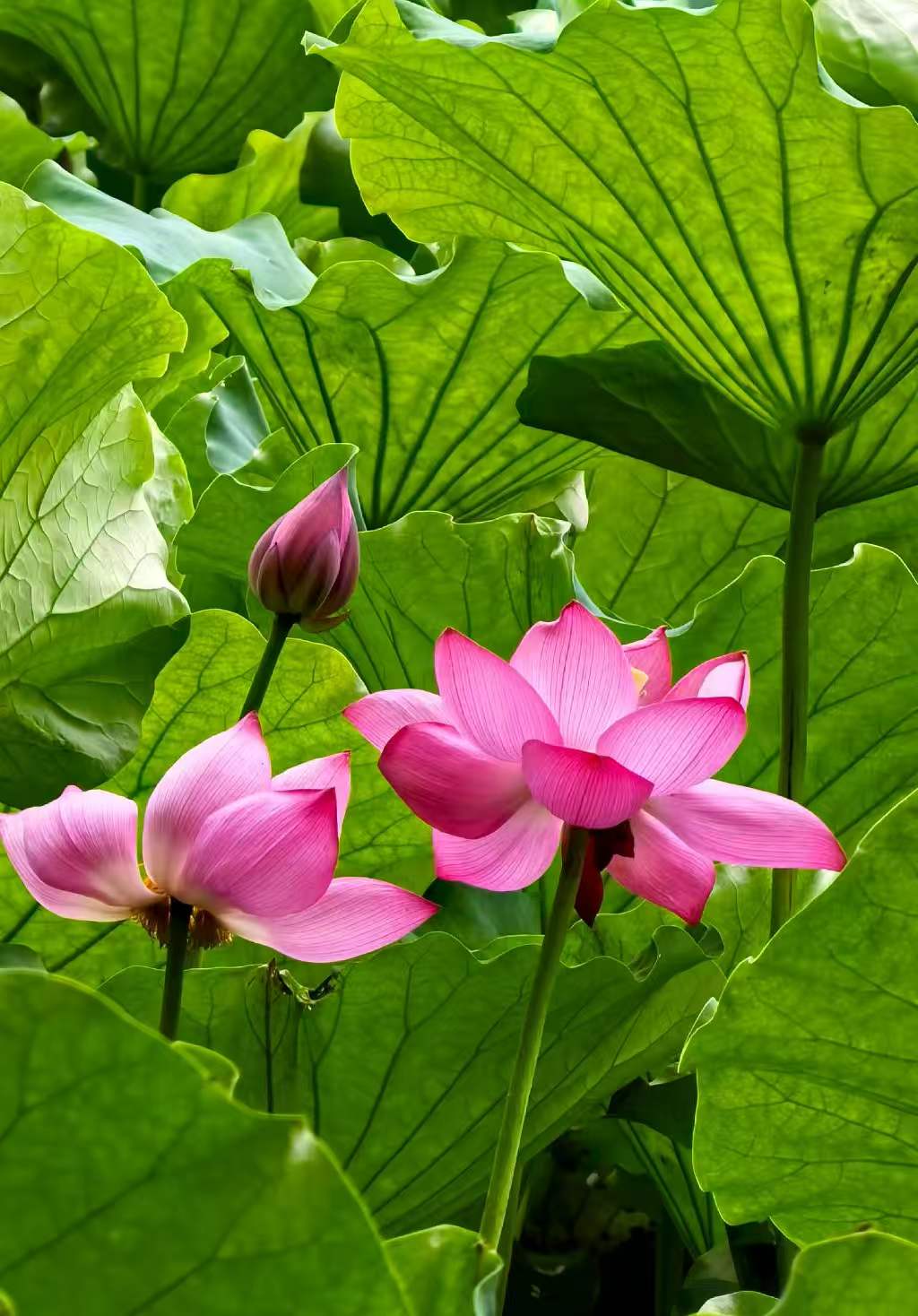Photo by WoLoveAIUsers